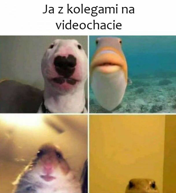 Moi kumple!