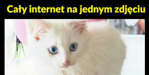Internet w pigułce :D