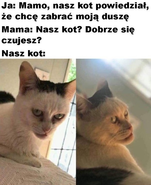 Słodka kicia :D
