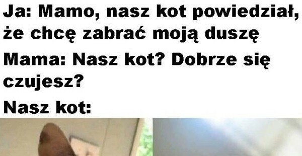 Słodka kicia :D