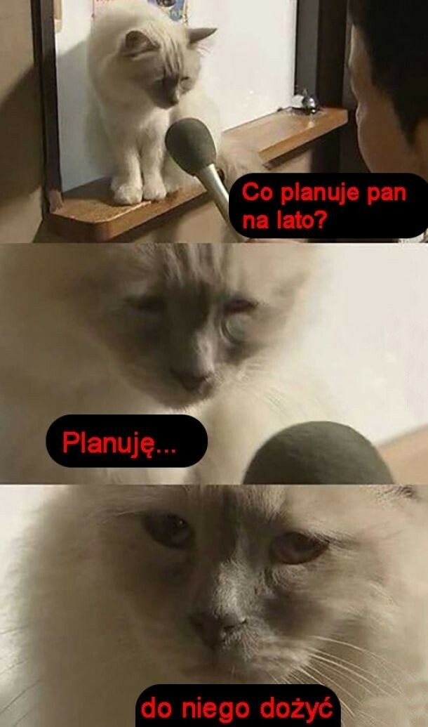 Plany kitku :D
