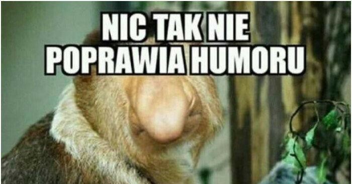 Nic tak nie poprawia humoru
