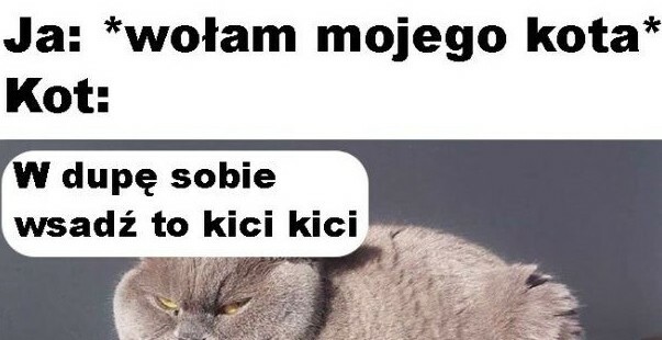 Koci charakterek :D