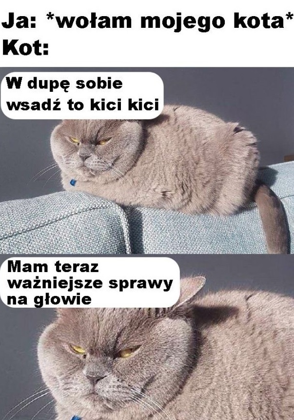 Koci charakterek :D