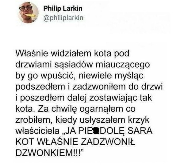 Ponadprzeciętny kot :D