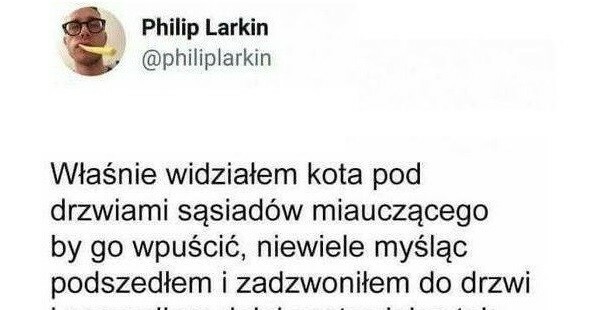 Ponadprzeciętny kot :D