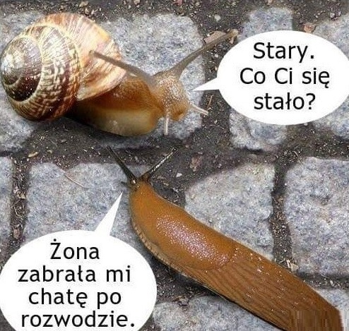 Rozmowa dwóch ślimaków
