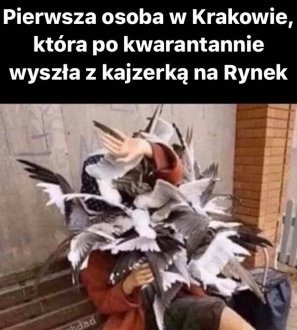 Gołębie po kwarantannie 