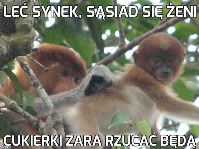 Wesele sąsiada 