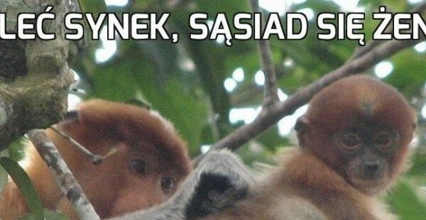 Wesele sąsiada 