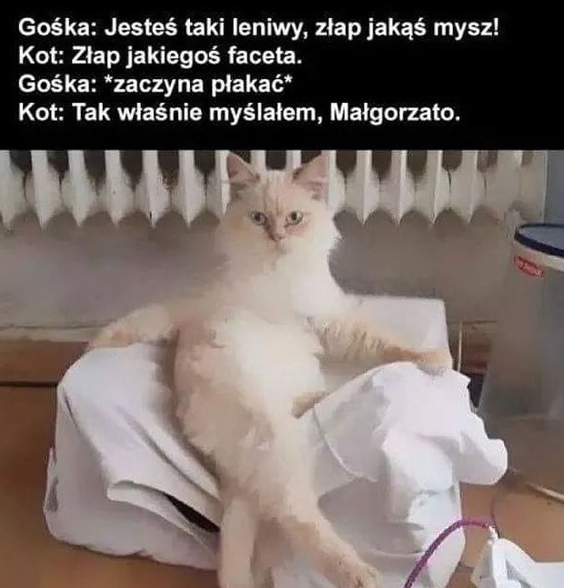 Wredny kot :D