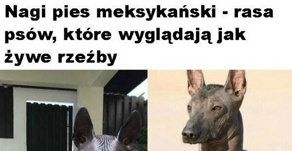 Pies - żywa rzeźba 