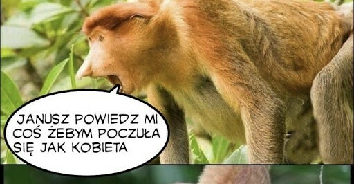 Janusz komplementu