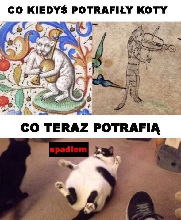 Koty kiedyś vs teraz :D 