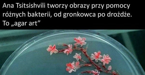 Agar art :)