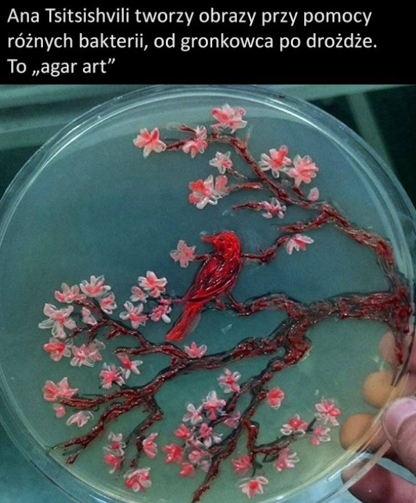 Agar art :)