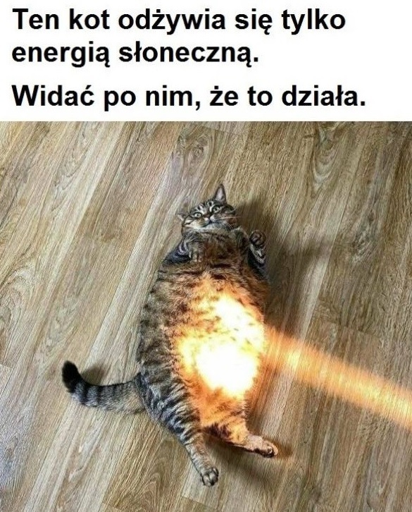 Wyjątkowy kot