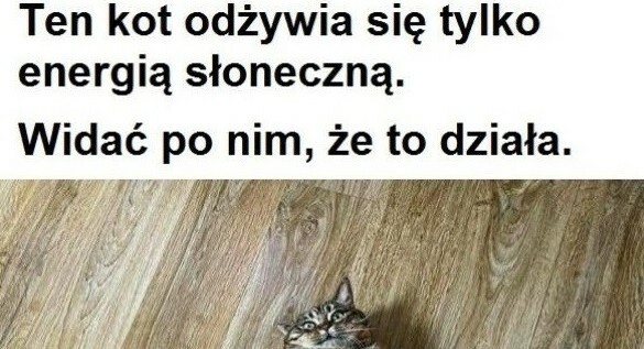 Wyjątkowy kot