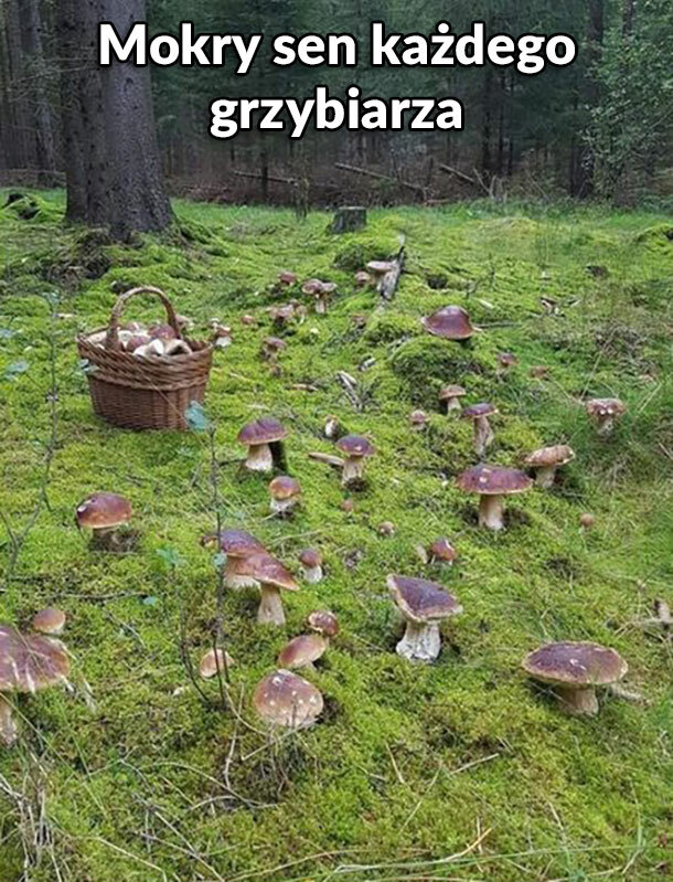 Mokry sen grzybiarza :D