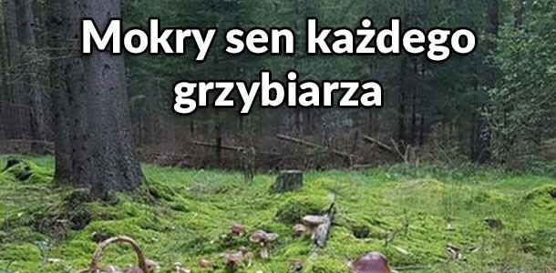 Mokry sen grzybiarza :D