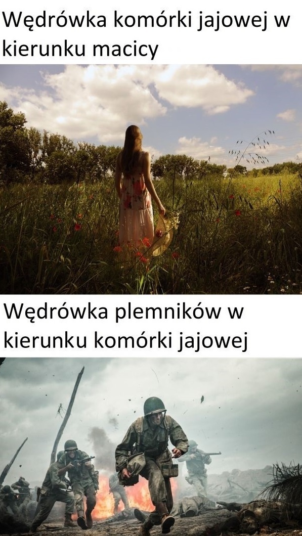 Wędrówka komórki jajowej vs wędrówka plemników :D