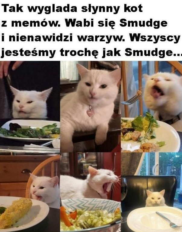 Słynny kot z memów
