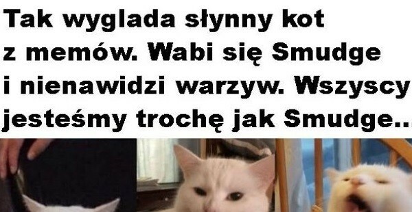 Słynny kot z memów