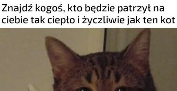 Kojący wzrok kotka 