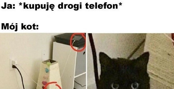 Kot bez skrupułów 