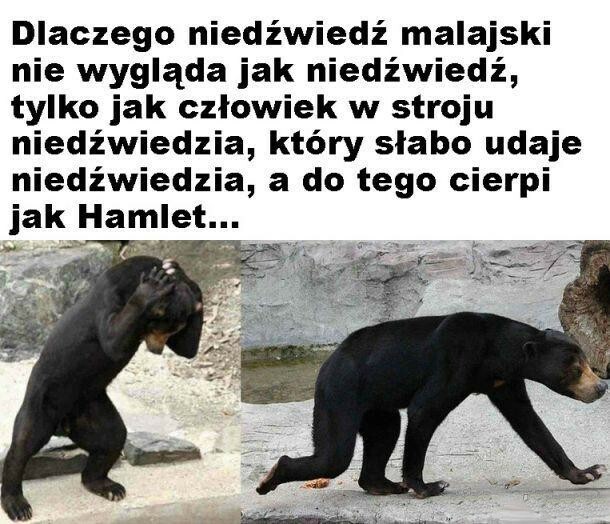 Niedźwiedź malajski. Musisz go zobaczyć! 