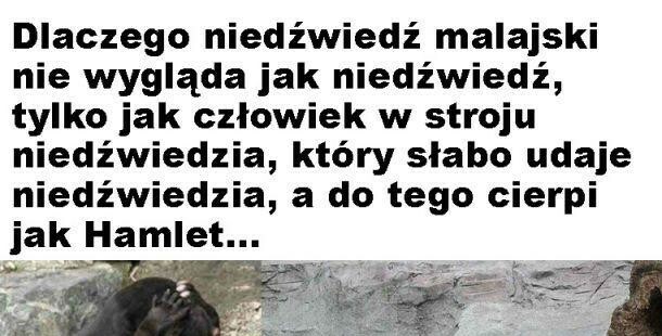 Niedźwiedź malajski. Musisz go zobaczyć! 
