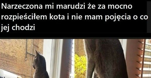 Rozpuszczony kot :D