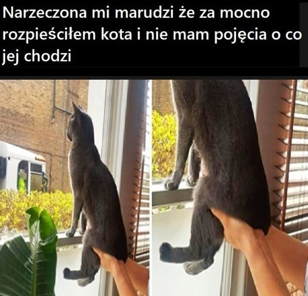 Rozpuszczony kot :D