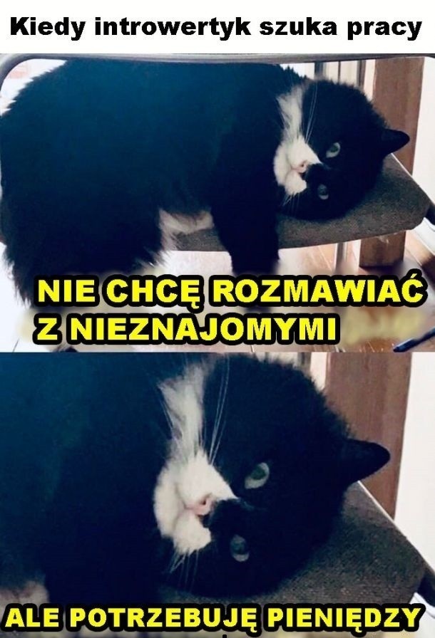 Kiedy introwertyk szuka pracy 