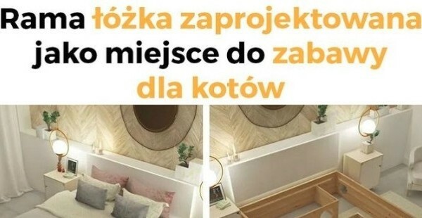 Plac zabaw dla kotów