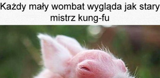 Mały wombat :)