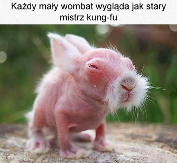 Mały wombat :)