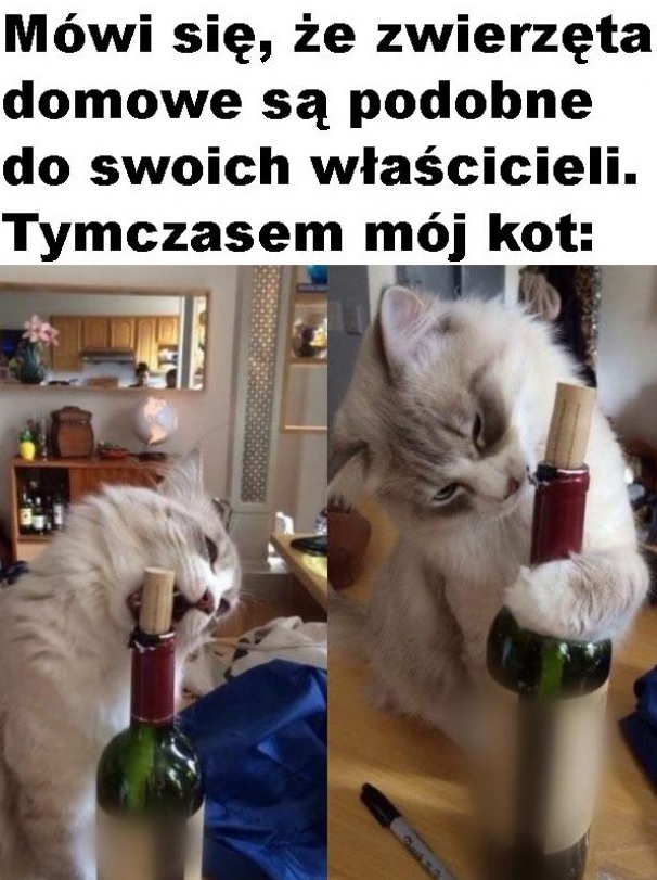 Jaki właściciel, taki pupil :D