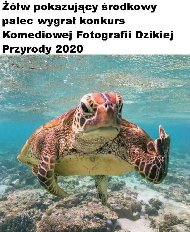 Mistrzowskie zdjęcie