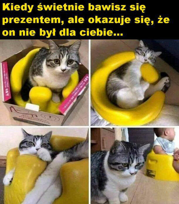 Kocie rozczarowanie