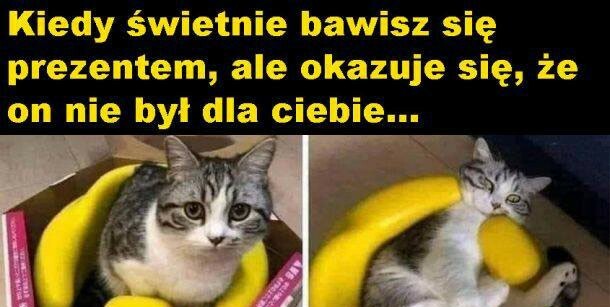 Kocie rozczarowanie