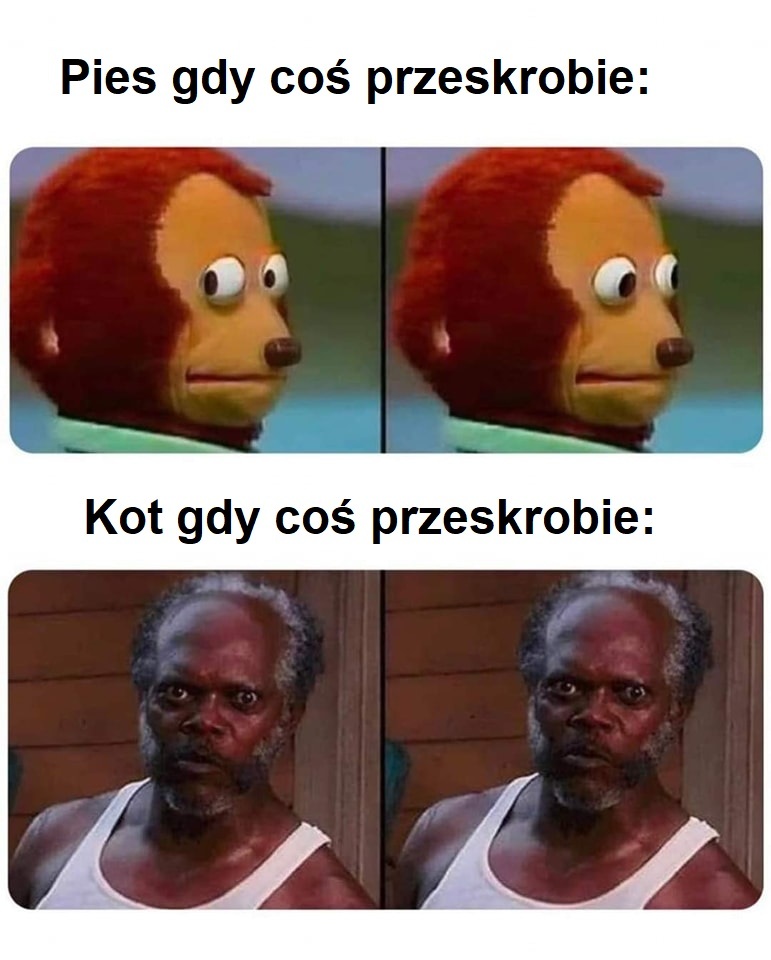 Pies czy kot