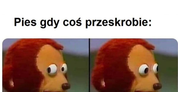 Pies czy kot