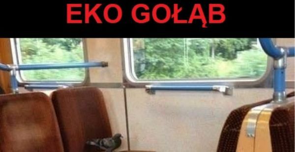 Eko gołąb