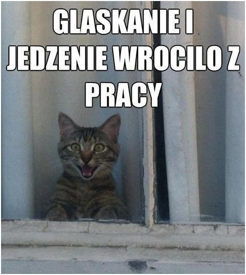 Kocia miłość
