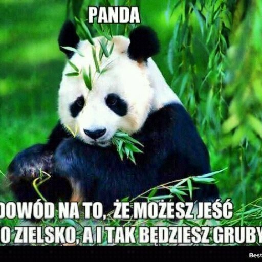 panda