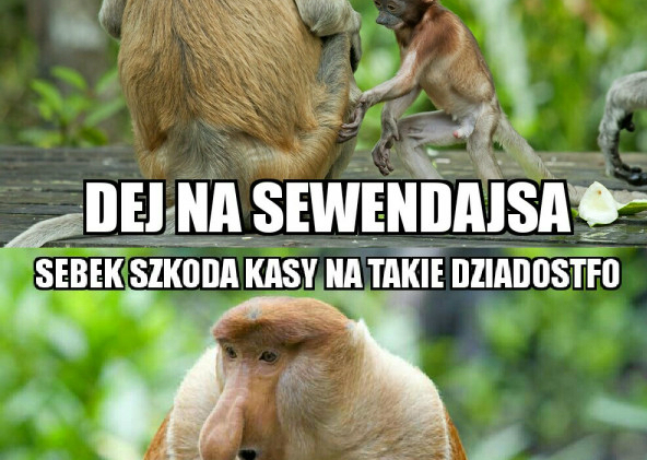 7days VS piwo