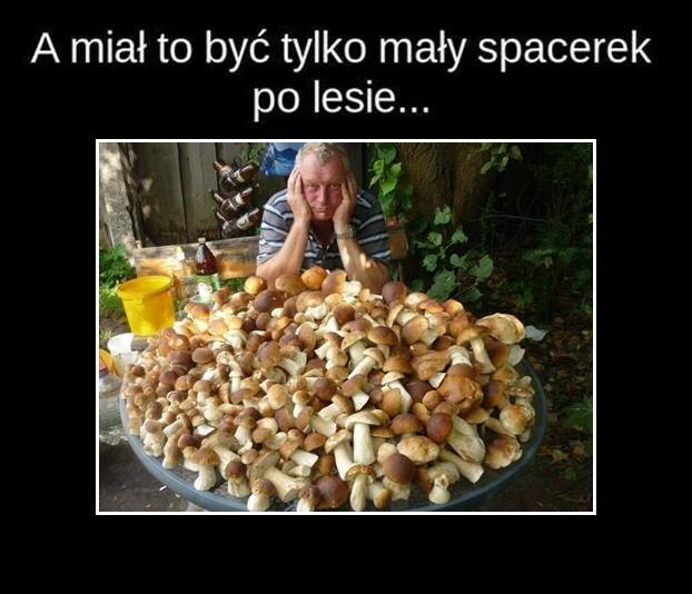 Pora na grzybobranie