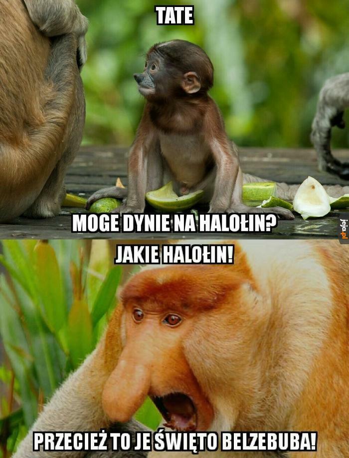 Tate, moge dynie na halołin? 