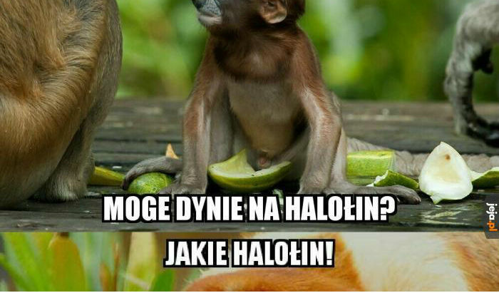 Tate, moge dynie na halołin? 